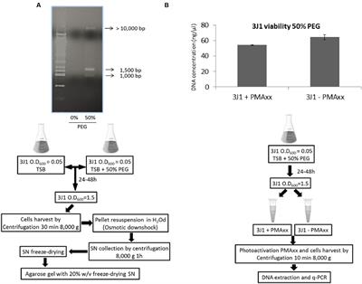 A New Physiological Role for the DNA Molecule as a Protector against Drying Stress in Desiccation-Tolerant Microorganisms